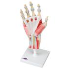 Hand Skeleton Model with Ligaments & Muscles